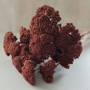 Achillea, Cickafark, natúr és színes, száraz dekorációs növény, alapanyag, 60 - 70cm - Meska.hu