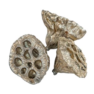 Lótusz 4-5 cm - pezsgő, Kellékek & szerszámok, Dekorációs kellékek, Termések, terméscsomagok, , MESKA
