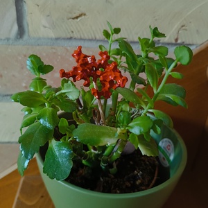 Pálcás dísz/ kaspó dísz/ csokordísz  különleges dekoráció a növényeidhez! - otthon & életmód - dekoráció - virágdísz és tartó - csokor & virágdísz - Meska.hu