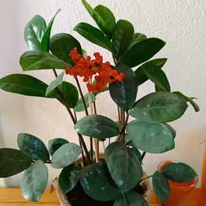 Pálcás dísz/ kaspó dísz/ csokordísz  különleges dekoráció a növényeidhez! - otthon & életmód - dekoráció - virágdísz és tartó - csokor & virágdísz - Meska.hu