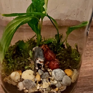 Kézzel készült florárium (mini üvegkert)  - otthon & életmód - dekoráció - asztal és polc dekoráció - florárium, terrárium - Meska.hu