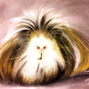 Állati jó arcok! Színesceruza tengerimalac portré A/3 méretben, üvegezett kapcsos keretben - művészet - portré & karikatúra - portré - Meska.hu