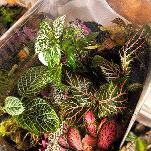 Lámpionos ösvény - 3 L-es önfenntartó florárium - otthon & életmód - dekoráció - asztal és polc dekoráció - florárium, terrárium - Meska.hu