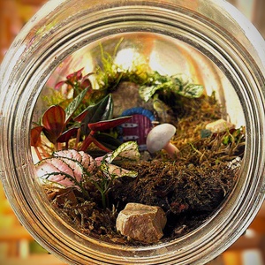 Manólak a palackban - 5 L-es önfenntartó florárium, Otthon & Életmód, Dekoráció, Asztal és polc dekoráció, Florárium, terrárium, Üvegművészet, Mindenmás, MESKA