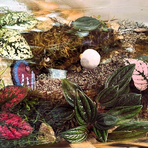 Manólak a palackban - 5 L-es önfenntartó florárium - otthon & életmód - dekoráció - asztal és polc dekoráció - florárium, terrárium - Meska.hu