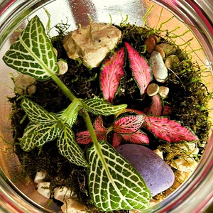 Csatos üvegben - 0,5 L-es önfenntartó florárium - otthon & életmód - dekoráció - asztal és polc dekoráció - florárium, terrárium - Meska.hu