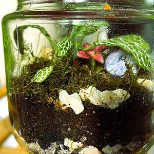 Csatos üvegben - 0,5 L-es önfenntartó florárium - otthon & életmód - dekoráció - asztal és polc dekoráció - florárium, terrárium - Meska.hu