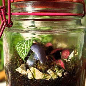 Csatos üvegben - 0,5 L-es önfenntartó florárium, Otthon & Életmód, Dekoráció, Asztal és polc dekoráció, Florárium, terrárium, Üvegművészet, Mindenmás, MESKA