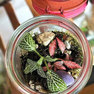 Csatos üvegben - 0,5 L-es önfenntartó florárium - otthon & életmód - dekoráció - asztal és polc dekoráció - florárium, terrárium - Meska.hu
