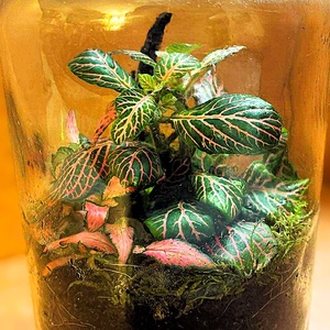 Fakéreggel feldobva - 1 L-es önfenntartó florárium, Otthon & Életmód, Dekoráció, Asztal és polc dekoráció, Florárium, terrárium, Üvegművészet, Mindenmás, MESKA