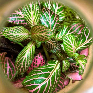 Fakéreggel feldobva - 1 L-es önfenntartó florárium - otthon & életmód - dekoráció - asztal és polc dekoráció - florárium, terrárium - Meska.hu