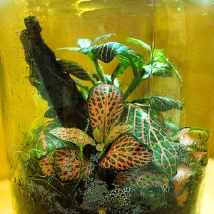 Fakéreggel feldobva - 1 L-es önfenntartó florárium - otthon & életmód - dekoráció - asztal és polc dekoráció - florárium, terrárium - Meska.hu