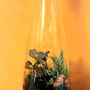 Karcsú kecsesség - 0,5 L-es önfenntartó florárium - otthon & életmód - dekoráció - asztal és polc dekoráció - florárium, terrárium - Meska.hu
