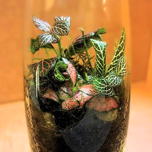 Karcsú kecsesség - 0,5 L-es önfenntartó florárium - Meska.hu