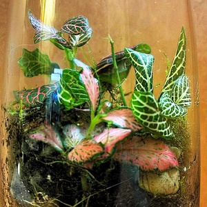 Karcsú kecsesség - 0,5 L-es önfenntartó florárium - otthon & életmód - dekoráció - asztal és polc dekoráció - florárium, terrárium - Meska.hu