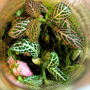 Karcsú kecsesség - 0,5 L-es önfenntartó florárium - otthon & életmód - dekoráció - asztal és polc dekoráció - florárium, terrárium - Meska.hu