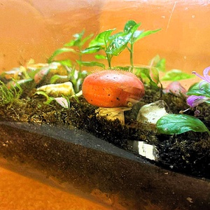 Gombákkal díszítve - 2 L-es önfenntartó florárium - otthon & életmód - dekoráció - asztal és polc dekoráció - florárium, terrárium - Meska.hu