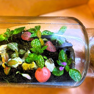 Gombákkal díszítve - 2 L-es önfenntartó florárium - otthon & életmód - dekoráció - asztal és polc dekoráció - florárium, terrárium - Meska.hu
