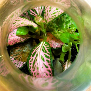 Lombikba zárva - 2 dl-es önfenntartó florárium - otthon & életmód - dekoráció - asztal és polc dekoráció - florárium, terrárium - Meska.hu