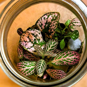 Üveglencse alatt - 0,5 L-es önfenntartó florárium, Otthon & Életmód, Dekoráció, Asztal és polc dekoráció, Florárium, terrárium, Üvegművészet, Mindenmás, MESKA