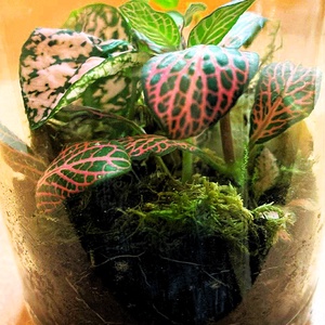 Üveglencse alatt - 0,5 L-es önfenntartó florárium - otthon & életmód - dekoráció - asztal és polc dekoráció - florárium, terrárium - Meska.hu