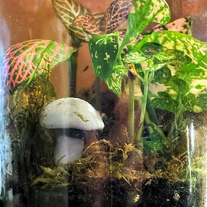 Üveglencse alatt - 0,5 L-es önfenntartó florárium - otthon & életmód - dekoráció - asztal és polc dekoráció - florárium, terrárium - Meska.hu