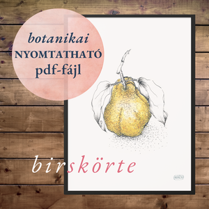 NYOMTATHATÓ Természet ihlette botanikai kép: Birskörte, Művészet, Grafika & Illusztráció, Digitális, Festészet, MESKA