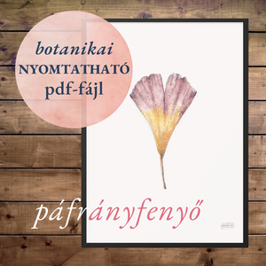 NYOMTATHATÓ Természet ihlette botanikai kép: Páfrányfenyő, Művészet, Grafika & Illusztráció, Digitális, Festészet, MESKA