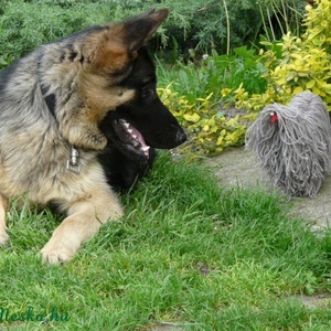 AKCIÓ!! Szürke puli (marionett) 1500ft helyett-1000ft -  - Meska.hu