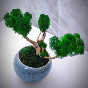 Tartósított bonsai fa izlandi zuzmóval és stabilizált mohával - otthon & életmód - dekoráció - asztal és polc dekoráció - zuzmódekoráció, mohadekoráció - Meska.hu