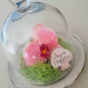 Örökvirág orchidea üvegbúra alatt, zuzmóval, anyák napjára - otthon & életmód - dekoráció - Meska.hu