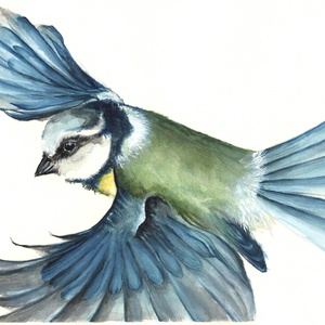 Kék Cinege Eredeti akvarell kép - Cyanistes caeruleus - művészet - festmény - akvarell - Meska.hu