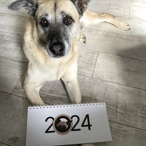 Egyedi, személyre szabott kutyás naptár 2027 � Saját kedvenced fotóiból, kreatív illusztrációkkal! � - otthon & életmód - papír, írószer - naptár & tervező - Meska.hu