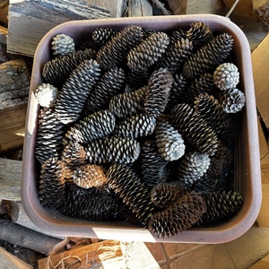 Fenyőtoboz  - kellékek & szerszámok - dekorációs kellékek - egyéb kellékek - Meska.hu
