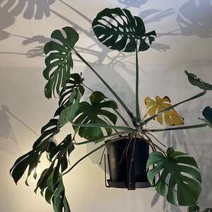 Fali virágtartó nagy, Otthon & Életmód, Dekoráció, Virágdísz és tartó, Virágtartó, Fémmegmunkálás, MESKA