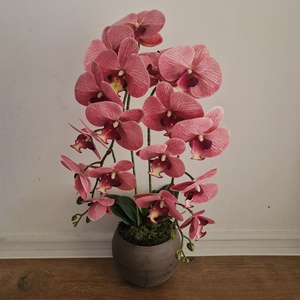 Örök Orchidea  - Meska.hu