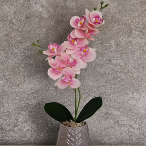 Kis méretű örök orchidea  - Meska.hu