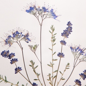 Anyák napja ajándék Levendula és kékszakáll virágok ezüstös keretben 16 x 16 cm - otthon & lakás - dekoráció - kép & falikép - képkeret - Meska.hu
