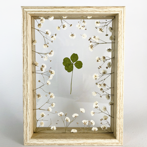 Valódi négylevelű lóhere fátyolvirágokkal fa keretben 14 x 19 cm - otthon & életmód - dekoráció - kép & falikép - üvegkép - Meska.hu