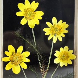 Nagyfejű boglárkák lebegő natúr fa keretben 10.6 x 15 x 4.1 cm - otthon & életmód - dekoráció - kép & falikép - képkeret - Meska.hu