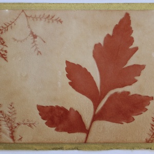 Növénylenyomat - eco art képeslap, Otthon & Életmód, Papír, írószer, Ajándékozás kellékei, Képeslap, üdvözlőlap, Festészet, Papírművészet, MESKA