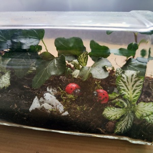 Florárium újrahasznosított Jack Daniels üvegből - otthon & életmód - dekoráció - asztal és polc dekoráció - florárium, terrárium - Meska.hu