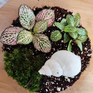 Florárium kagylóval - otthon & életmód - dekoráció - asztal és polc dekoráció - florárium, terrárium - Meska.hu