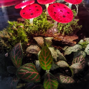 Világító gombás florárium - otthon & életmód - dekoráció - asztal és polc dekoráció - florárium, terrárium - Meska.hu