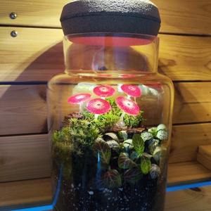 Világító gombás florárium - Meska.hu