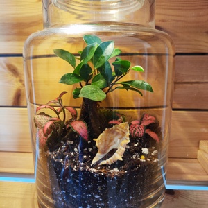 Ficus ginseng florárium - Meska.hu