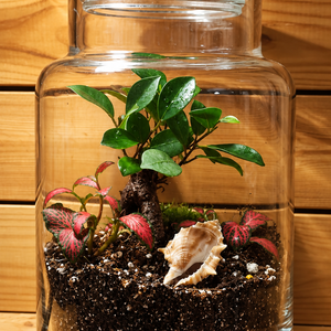 Ficus ginseng florárium - otthon & életmód - dekoráció - asztal és polc dekoráció - florárium, terrárium - Meska.hu