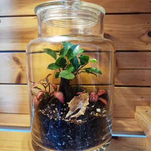Ficus ginseng florárium - otthon & életmód - dekoráció - asztal és polc dekoráció - florárium, terrárium - Meska.hu