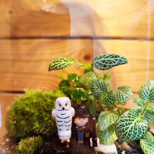 Florárium Harry Potter figurával - otthon & életmód - dekoráció - asztal és polc dekoráció - florárium, terrárium - Meska.hu