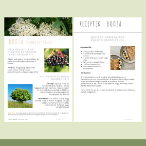 Nyári ehető vadnövények � 9 növény, 18 recept és gyűjtési útmutató (PDF) - Meska.hu